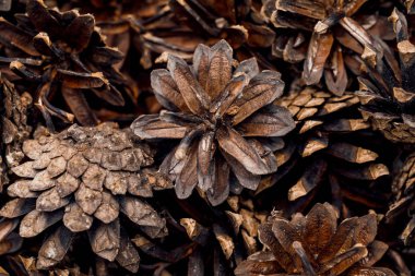 Bir grup koninin makro fotoğrafçılığı