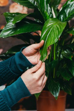 Nemli bir bez ile Kadın el, bir houseplant yaprağı temiz.
