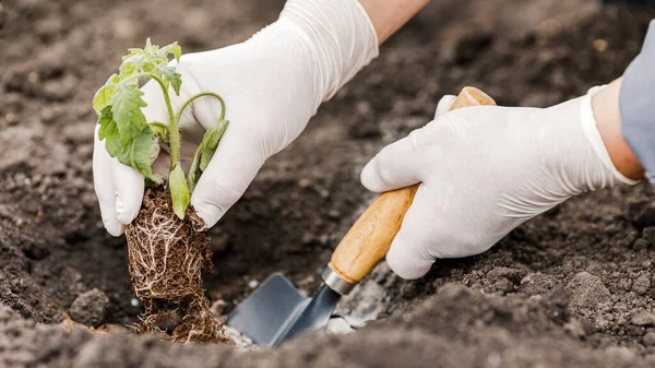 Seorang Petani Menanam Bibit Muda Tanaman Tomat Kebun Pertanian Dan — Stok Foto