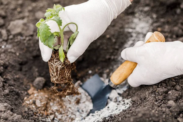 Seorang Petani Menanam Bibit Muda Tanaman Tomat Kebun Pertanian Dan — Stok Foto