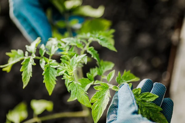 Agricultor Sostiene Una Planta Tomate Joven Jardín Primer Plano Mano — Foto de Stock