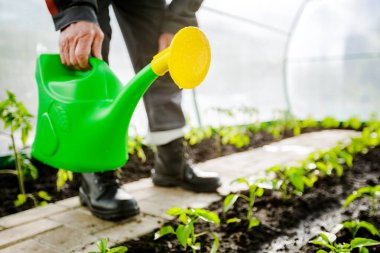 Plastik yeşil sulama kutusu sulama için kullanılır. Bahçe ve tarım kavramı.