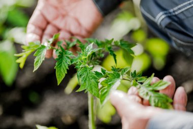 Bir çiftçi bahçede genç bir domates bitkisi tutuyor. Çiftlikteki filizlerin büyümesini inceleyen bir adamın yakın çekimi. Ürün üretimi kavramı