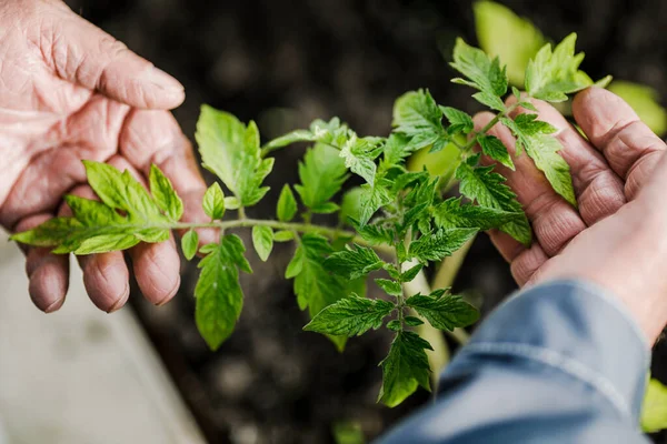Agricultor Sostiene Una Planta Tomate Joven Jardín Primer Plano Mano — Foto de Stock