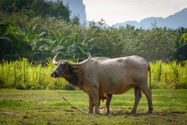 Ayakta bir çim alanda Phang Nga, Tayland, Tayland buffalo