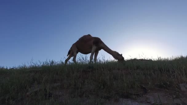Um camelo ao pôr-do-sol. um camelo está comendo grama — Vídeo de Stock