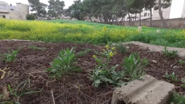 Il vecchio cimitero musulmano. 2. — Video Stock