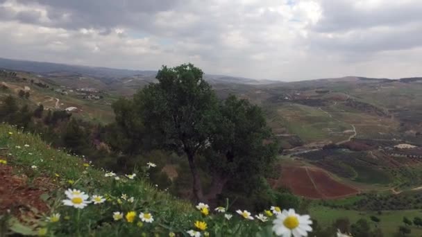 カモミール、ポピー、緑の木々、山の麓の花のフィールド. — ストック動画