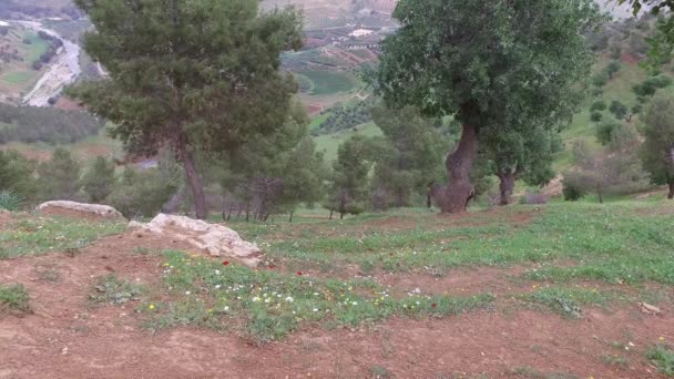 Beautiful Nature in Jordan _ 2 — стоковое видео