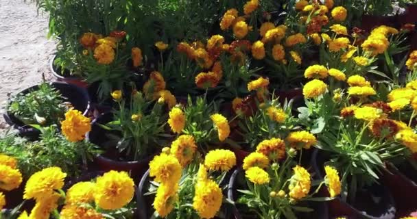 Flores amarillas en macetas, mercado de flores . — Vídeo de stock