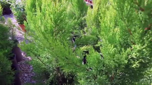 Marché aux fleurs, thuya 2 .
