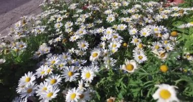 Papatya çiçek Dükkanı sokakta tencere,.