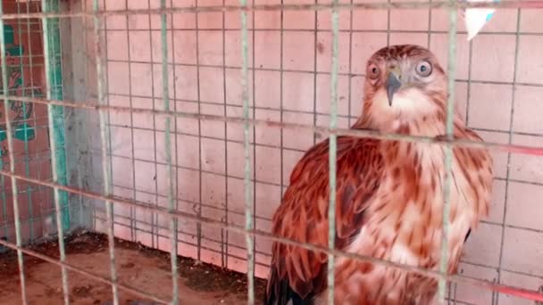फाल्कन शिकार का पक्षी। एक पिंजरे में . — स्टॉक वीडियो