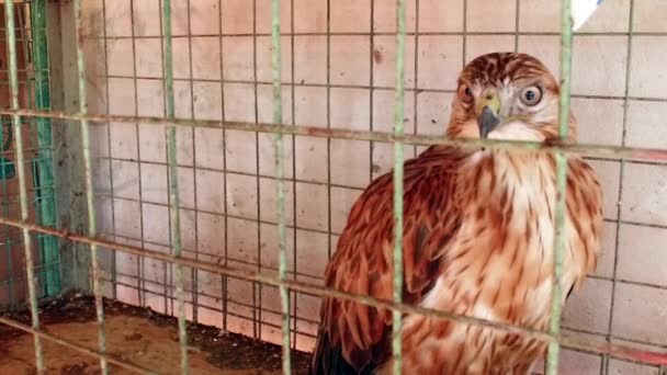 Falcão - Ave de rapina. Em uma jaula . — Vídeo de Stock