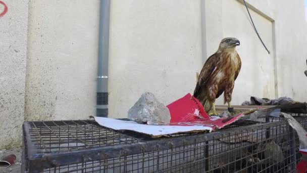 Falcon i Amman. Bird Market. — Stockvideo