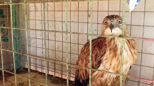 Falcon in the cage. Bird Market. — Stock Video