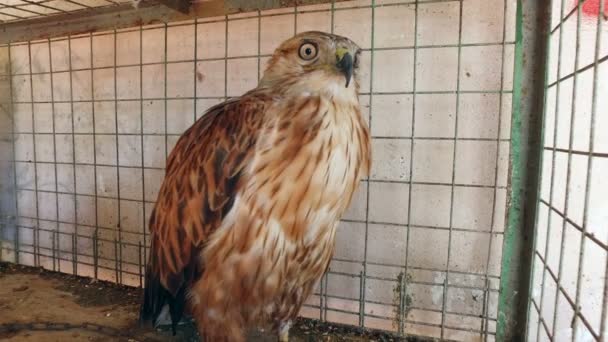 Den arabiska falconer. Falcon glupska rovdjur. — Stockvideo