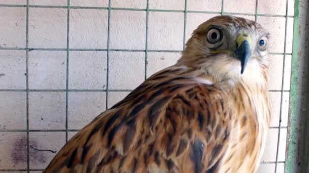 De falcon is sierlijk, sterke vingervlugge, zeldzame vogel. — Stockvideo