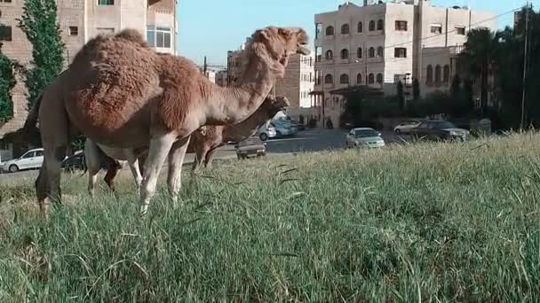 Arabische kamelen in de weide. — Stockvideo