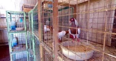 Kuş Pazarı. Güvercinler.