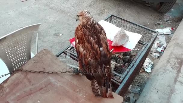 Vogel Falcon - dierenwereld. — Stockvideo