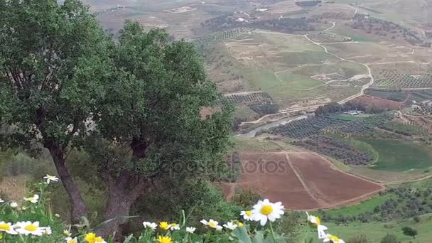 Ромашка и зеленое дерево на горе — стоковое видео