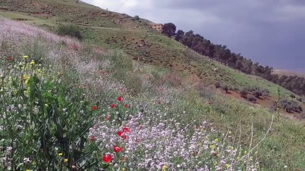 Красивое поле с цветами . — стоковое видео