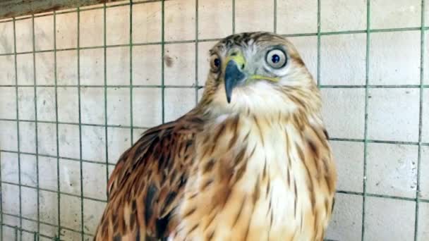 De falcon is een roofvogel. — Stockvideo