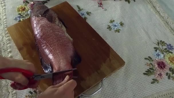 Žena škrty ocasu ryby s nůžkami. — Stock video