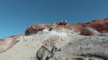 Beyaz küçük tepe deve