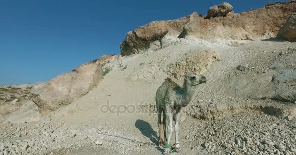 Pequeño camello blanco cerca de las piedras — Vídeo de stock