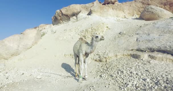 Pequeno camelo branco na areia 2 — Vídeo de Stock