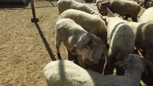 Белая овца 3 — стоковое видео