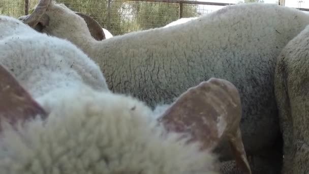 White sheep. Close-up — Stock Video