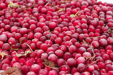 donmuş berry cowberries