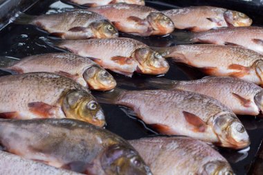 taze nehir balığı