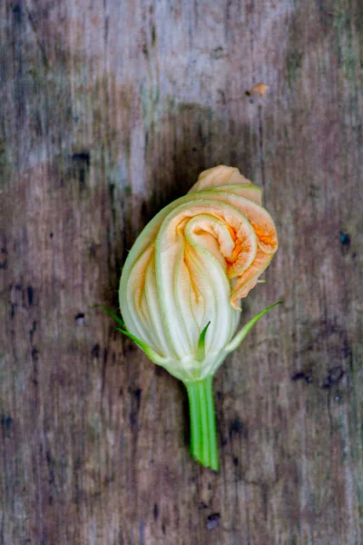 Nahaufnahme Blume eines Kürbisses — Stockfoto