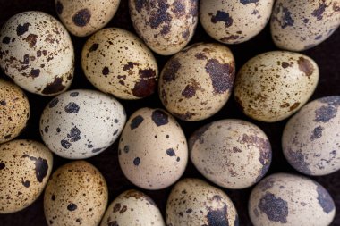 Bıldırcın yumurtası dokusu. Bir sürü bıldırcın yumurtası