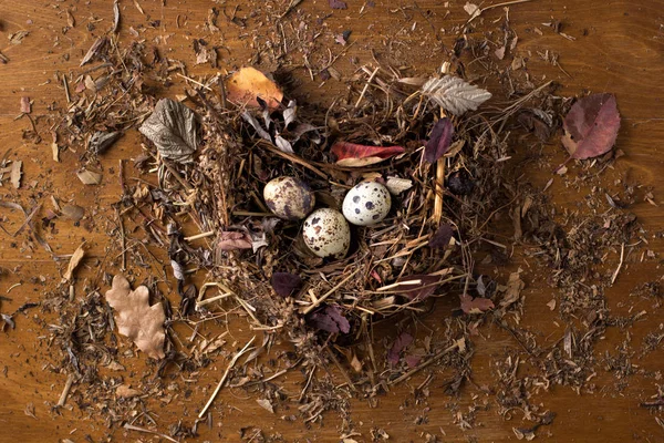 Quail eggs in a nest on a wooden background — Stock Photo, Image
