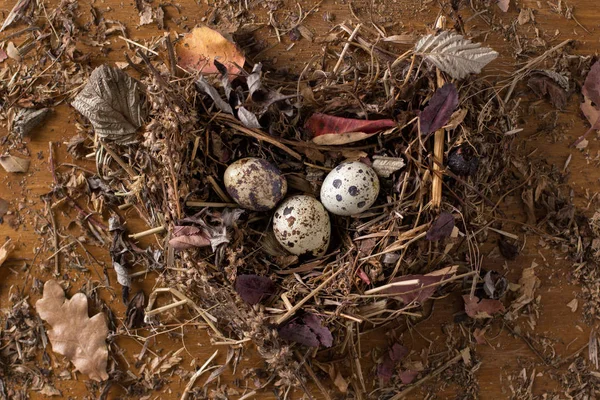 Vaktelägg i ett bo på en trä bakgrund — Stockfoto