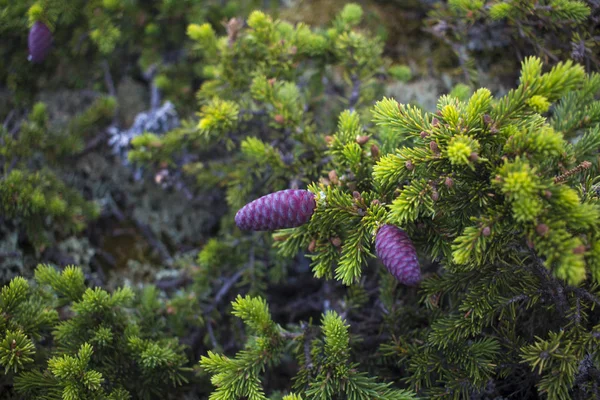 La naturaleza de los Urales del sur. Conos de abeto en ramas, ramas espinosas . — Foto de Stock