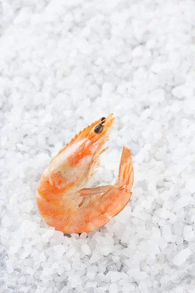 Shrimp on a placer of sea salt. One raw shrimp on a white background. Macro. — Stock Photo, Image
