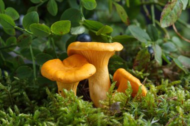 Ormandaki Cantharellus cibarius mantar toplama. Cantharellus cibarius moss yeşil arka plana sahip.