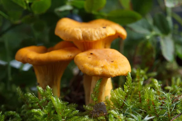 A recolher cogumelos chanterelle na floresta. chanterelle em musgo com fundo verde . — Fotografia de Stock