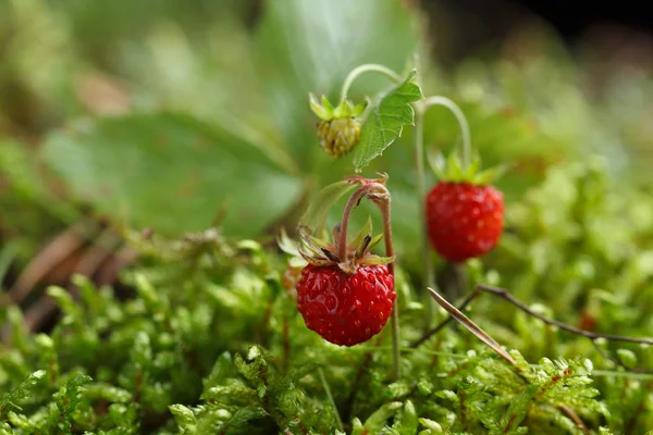 Wild strawberry on a background of moss. — Stock Photo, Image