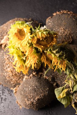 Sonbahar ayçiçeği çekirdeği ile birlikte siyah bir arka plan ayçiçeği. Sonbahar çiçek siyah bir arka plan. Çiçek Soldurma.