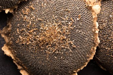 Ayçiçeği tohumu doku. Siyah ayçiçeği tohumu, organik arka plan.