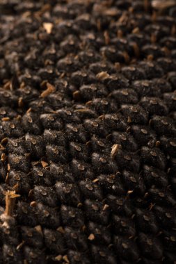 Ayçiçeği tohumu doku. Siyah ayçiçeği tohumu, organik arka plan.