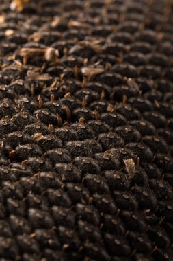 Ayçiçeği tohumu doku. Siyah ayçiçeği tohumu, organik arka plan.