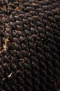 Ayçiçeği tohumu doku. Siyah ayçiçeği tohumu, organik arka plan.